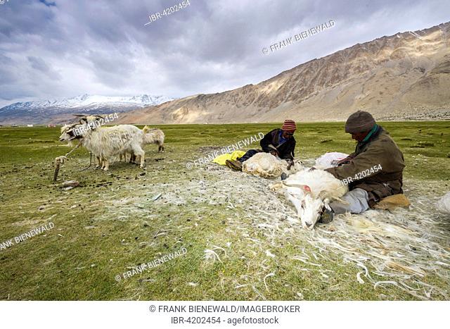 Two nomad shepherds are combing the valuable fine Pashmina wool from Pashmina Goats (Capra aegagrus hircus), Tso Moriri, Changtang area, Korzok