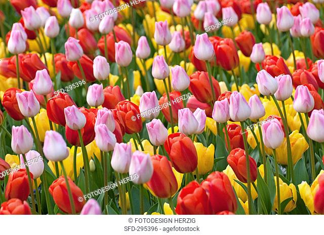 A field of tulips in Keukenhof, Holland