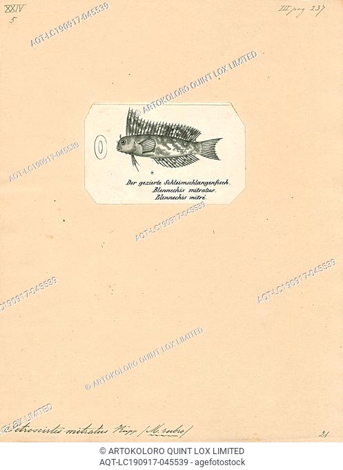 Petroscirtes mitratus, Print, Petroscirtes mitratus, the floral blenny, floral fangblenny, helmeted blenny, or the crested sabretooth blenny
