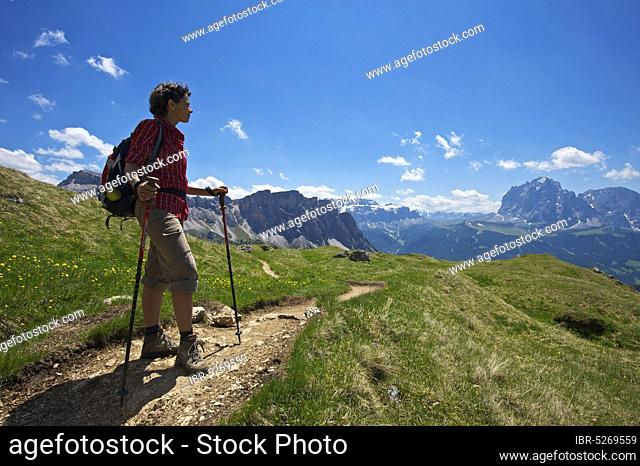 Hiking on the Seceda with view of Langkofel and Plattkofel, Val Gardena, Dolomites, Trentino South Tyrol, Italy, Europe
