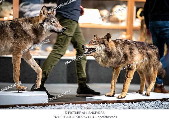 03 December 2019, North Rhine-Westphalia, Münster: In the LWL Museum für Naturkunde of the Westfälisches Landesmuseum there are two stuffed wolves