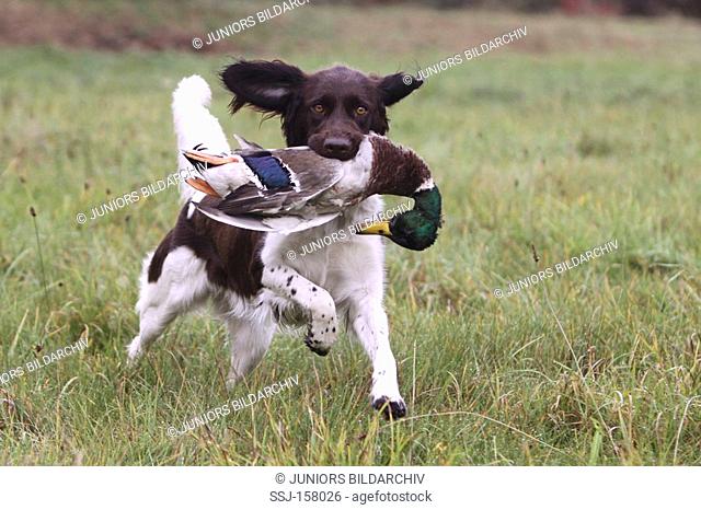 Small Munsterlander dog running - retrieving a duck