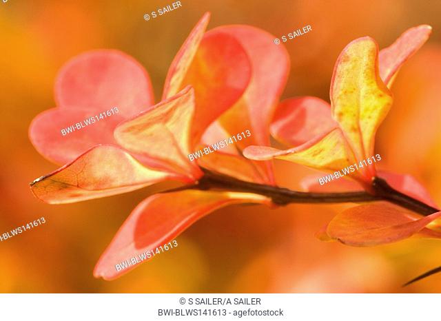 Japanese barberry Berberis thunbergii, autumn coloured twig and leaves, Germany