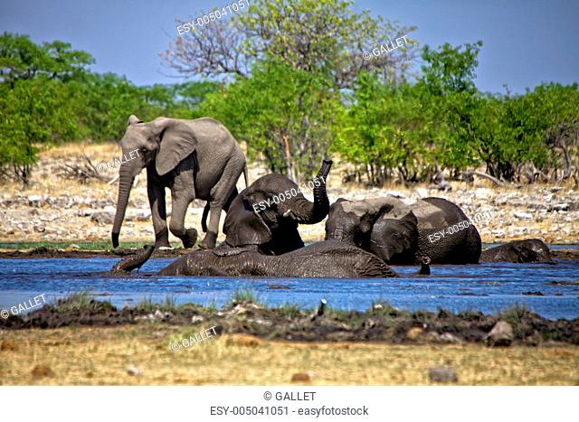 a group of elephants swiming in a waterhole at etosha national park namibia africa