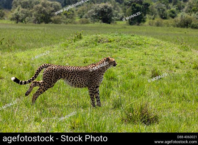 Africa, East Africa, Kenya, Masai Mara National Reserve, National Park, Cheetah (Acinonyx jubatus), in the savannah, only one animal