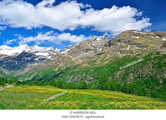 High mountains at the head of the Valpelline Valley close to Switzerland with alpine meadows in flower, above Aoste, Italy