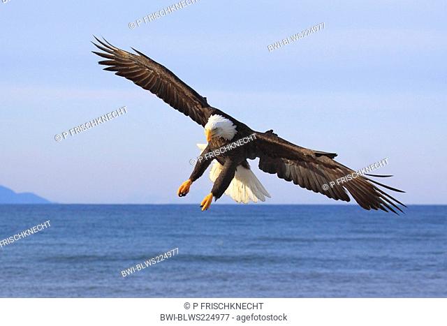 American bald eagle Haliaeetus leucocephalus, flying, USA, Alaska, Kenai Peninsula, Homer Spit