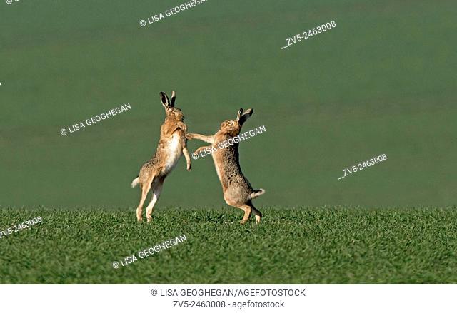 Pair of European Brown (Common) Hares- Lepus europaeus boxing. Uk