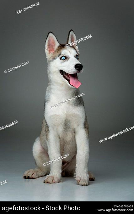 Beautiful siberian husky puppy dog on grey background. Copy space