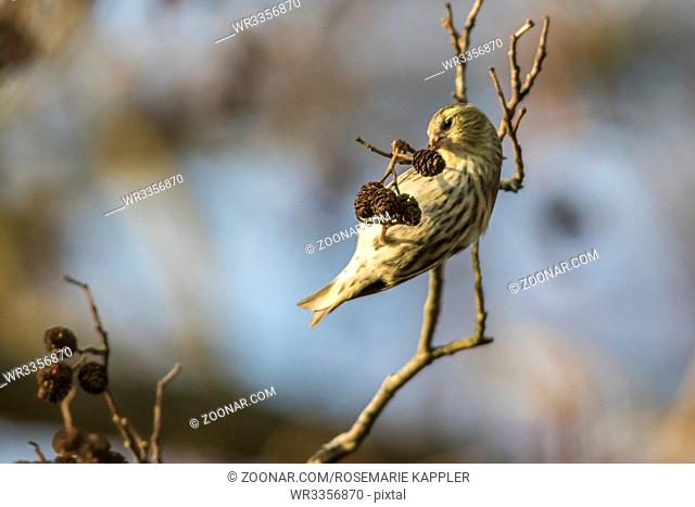 Ein Erlenzeisig im Geäst - An eurasian siskin is sitting on a branch