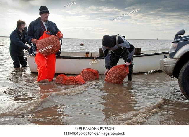 Licensed cockle pickers unloading from boat after picking from cockle beds, Foulnaze Bank, between Lytham and Southport, Ribble Estuary, Lancashire, England