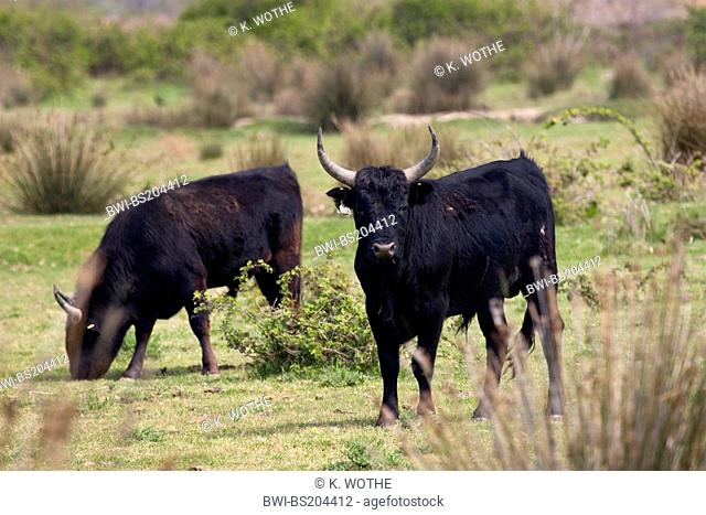 domestic cattle (Bos primigenius f. taurus), Camargue bulls, France, Camargue