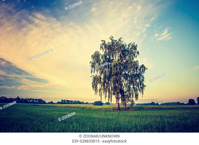 Beautiful countryside landscape. Vintage photo of corn field at summer