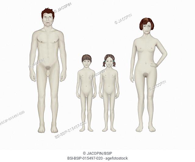 Illustration of puberty. Changes seen in boys and girls in their genital organs and secondary sexual characteristics, which specifically develop due to...