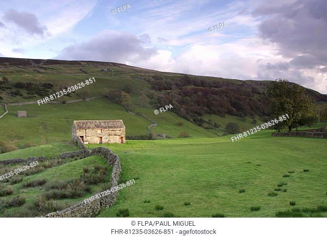 View of stone barn, drystone walls and hillside, Keld, Swaledale, Yorkshire Dales N P , North Yorkshire, England, october