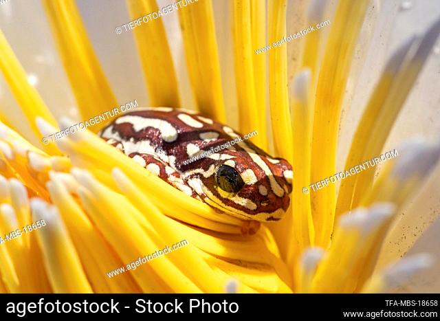 painted reed frog