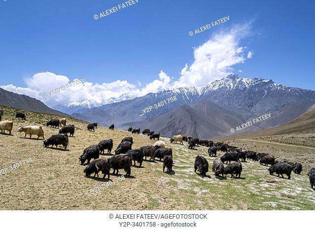 Sheep grazing in Mustang district, Nepal