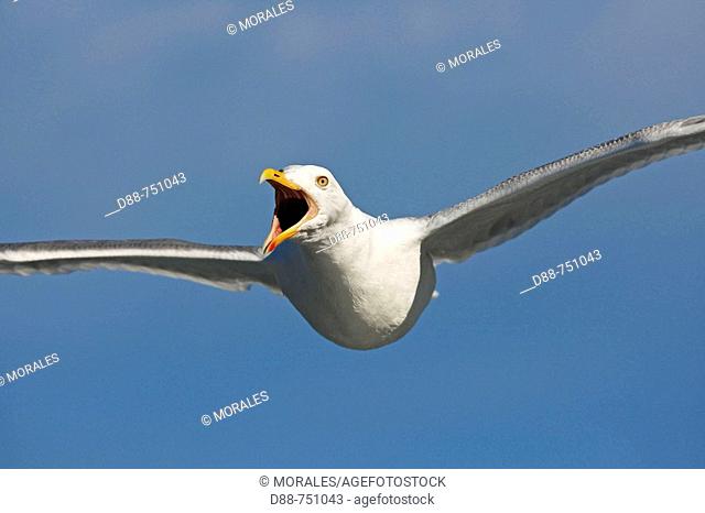 Herring Gull (Larus argentatus). Flatanger, Norway