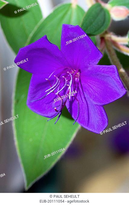 Glory bush Tibouchina urvilleana purple flower with prominent stamen on an evergreen shrub