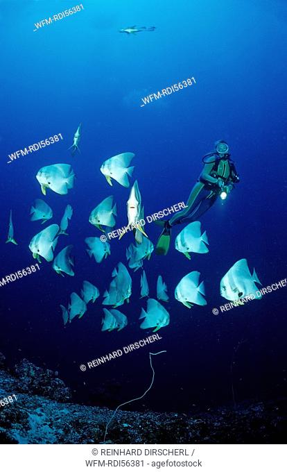 Longfin Batfishes and Diver, Platax Teira, Indian Ocean, Felidu Atoll, Maldives
