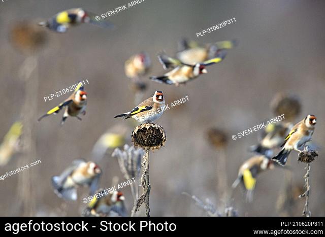 Flock of European goldfinches (Carduelis carduelis) foraging in sunflower field in search of seeds to eat in winter