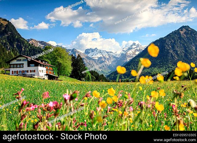 Beautiful flower meadow and snow covered mountains and a cottage in the background. Allgau Alps