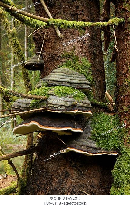 Several large old Phellinus igniarius bracket fungi growing on a tree trunk