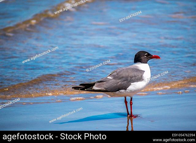 A relaxing seagull enjoying the view around the coastline of the seashore