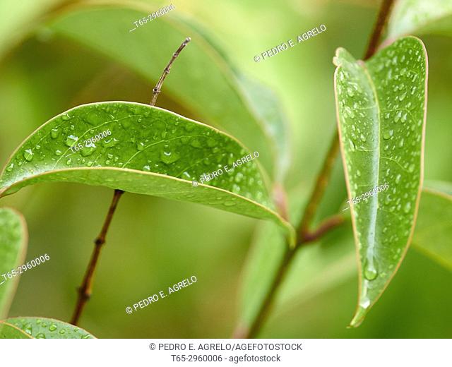 Drops of rain water on the green leaves of a tree (Ligustrum lucidum). Galicia, Spain