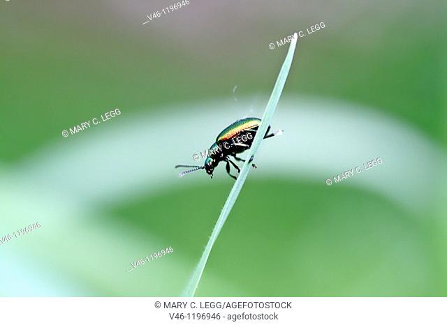 Chrysolina fastuosa, a tiny rainbow-colored leaf beetle  A pin-head sized beetle on a grassblade  Very colorful metallic beetle considered a serious...
