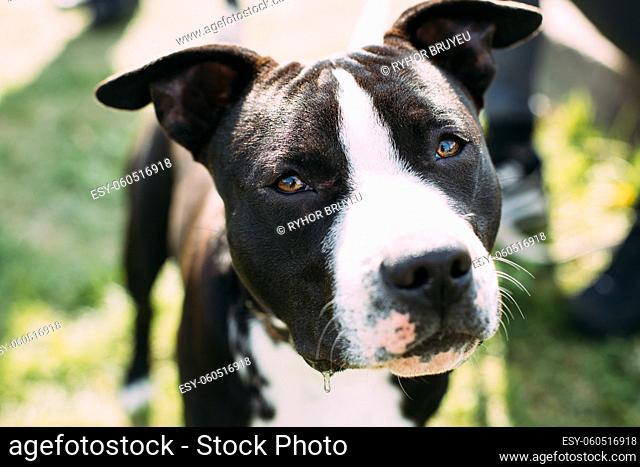 Close View Of American Staffordshire Terrier Dog