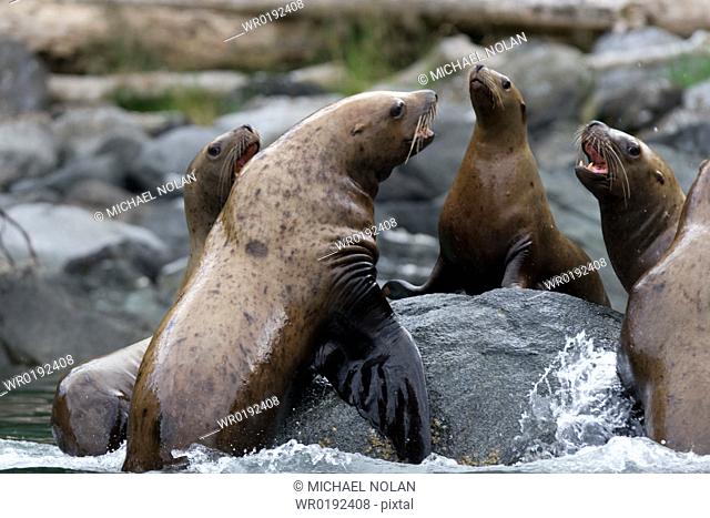 Northern Steller sea lion Eumetopias jubatus colony on sail rock in Frederick Sound, southeastern Alaska Here young bulls are mock-fighting in the non-breeding...