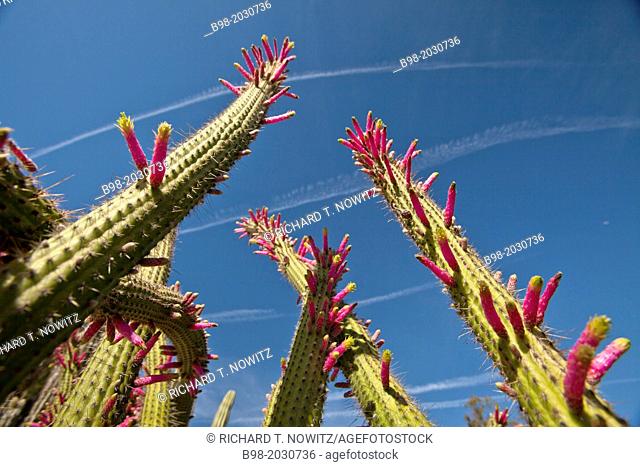 Armatocereus cactus flowers is a tree-like cacti from South America in the Ganna Walska Lotusland Garden, Santa Barbara, California.	1015
