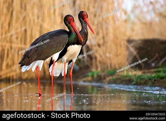 Cute couple of black storks, ciconia nigra, standing in the wetland in spring. A pair of adult birds looking in the same direction into the water