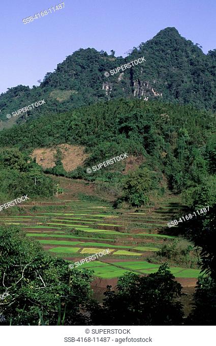 No. Vietnam, Near Hoa Binh Giang Mo Village, Muong Hill Tribe, Rice Fields