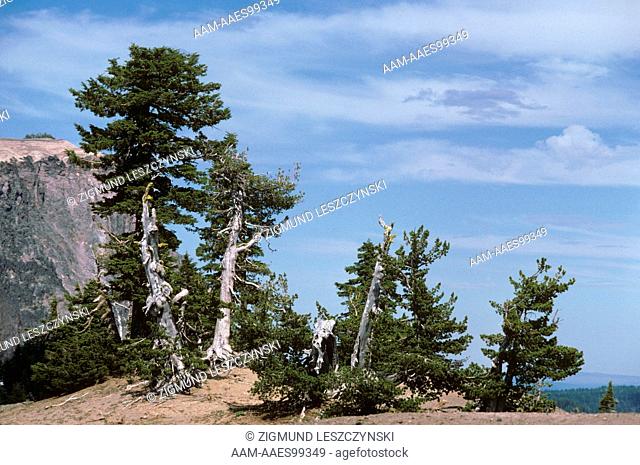 White Bark Pines, Crater Lake National Park, Oregon
