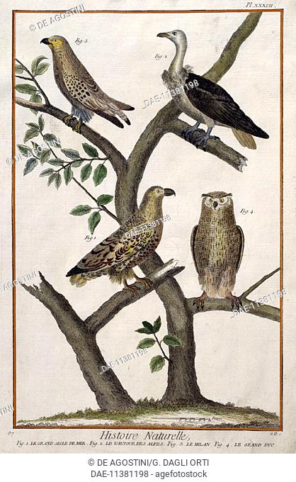 1 Sea-Eagle; 2 Bearded Vulture (Gypaetus barbatus); 3 Red Kite (Milvus milvus); 4 Eurasian eagle-owl (Bubo bubo), drawing by Francois-Nicolas Martinet