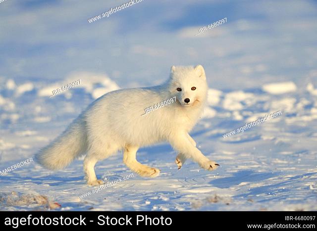 Arctic fox (Vulpes lagopus) running in the snow, Wapusk National Park, Manitoba, Canada, North America