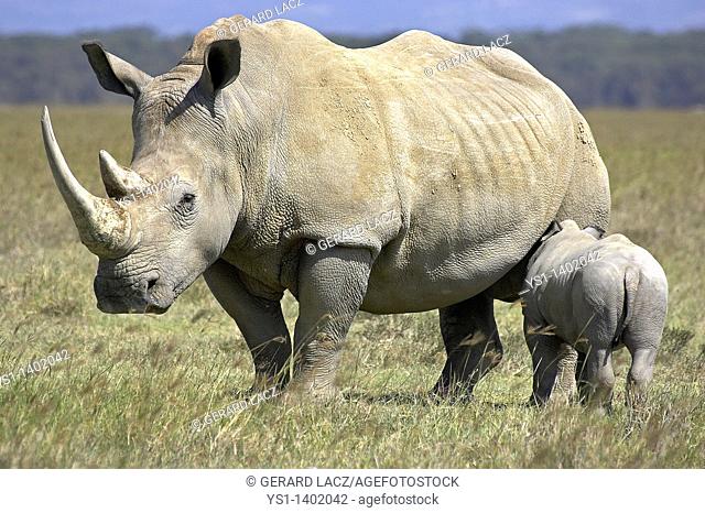 White Rhinoceros, ceratotherium simum, Female with Calf, Nakuru Park in Kenya