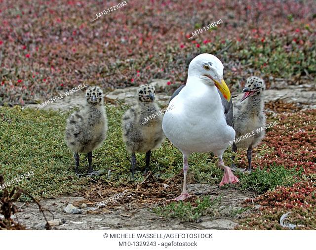 Mom teaching her chicks