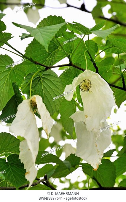 pocket-handkerchief tree (Davidia involucrata), blooming