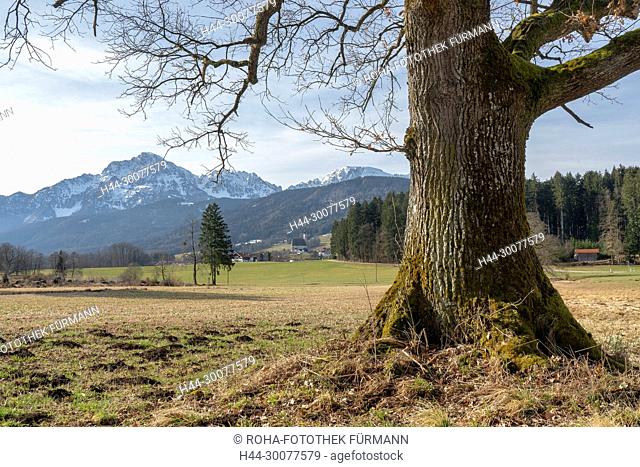 Landschaftschutzgebiet Steinhögl mit Anger und dem noch verschneiten Hochstaufen und Zwiesel im Hintergrund und im Vordergrund eine riesige Eiche mit einer...