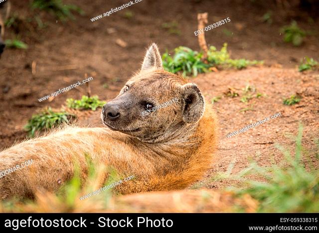 Spotted hyena looking at the camera in the Kruger National Park, South Africa
