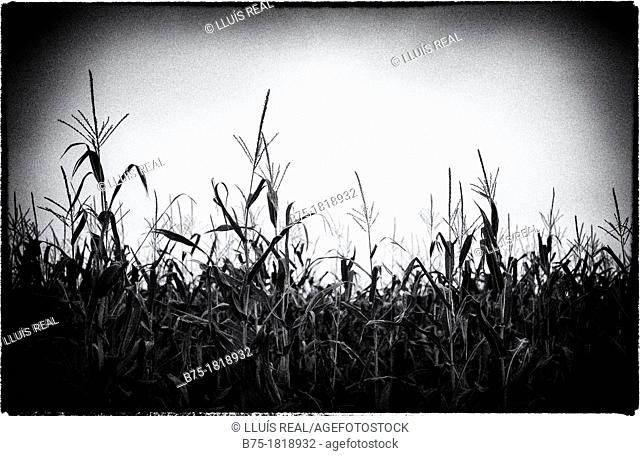 Cereal  Cultivo de maíz  Campo sembrado de maíz , Cereal  Corn crop  Cornfield
