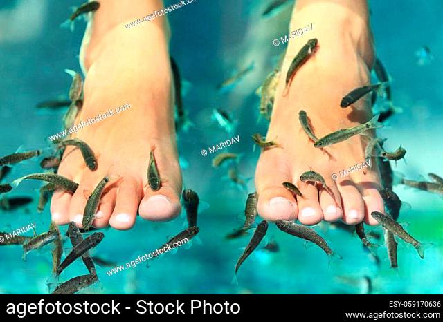 Fish spa pedicure wellness skin care treatment with the fish rufa garra, also called doctor fish, nibble fish and kangal fish
