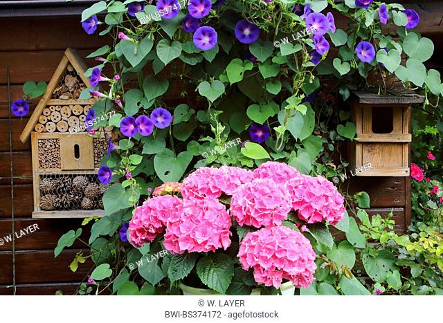 Garden hydrangea, Lace cap hydrangea (Hydrangea macrophylla), summerhouse with bee hotel, nest box, hydrangea and morning glory, Germany