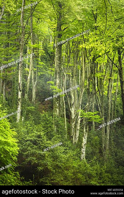 Grevolosa beech forest in spring with fog (Barcelona province, Catalonia, Spain)