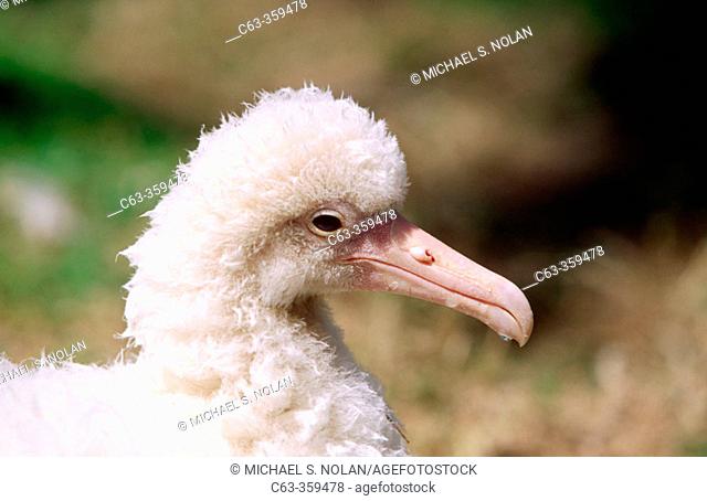 Albino Laysan Albatross (Diomedea immutabilis) chick. Midway Islands, Hawaii, USA