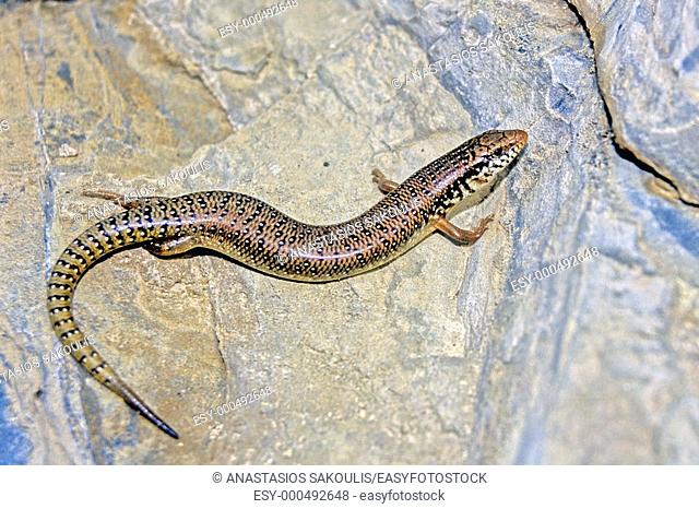Ocellated skink (Chalcides ocellatus)