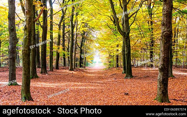 Autumn colors in the forest of National park the Hoge Veluwe in near Ede, Gelderland in the Netherlands